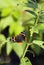 Red Admiral (Limenitis atalanta) Butterfly Vertical