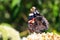 The Red Admiral (Vanessa atalanta)