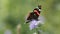 Red Admiral (Vanessa atalanta) butterfly collects nectar on the flower