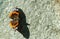 The red Admiral - Vanessa atalanta butterfly with shadow on the grunge old wall close up.