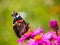 Red admiral (Vanessa atalanta, Pyrameis atalanta) (4)