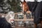 Red adult horse and white cute pony in blankets and halters in paddock