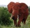 Red african elephant