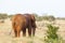 Red African Elephant in Kenya