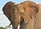 Red African Elephant, Kenya