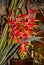 Red african flowers, Madeira, Portugal, Botanical garden Monte, Funchal