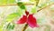 Red Agasta flower or Sesban flower, Vegetable humming bird flower.