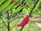 Red Agasta Flower, Sesban or Vegetable humming bird