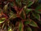 Red Aglaonema creta plant leaves