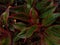 Red Aglaonema creta plant leaves