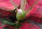 Red Aglaonema Plant flower-close up