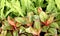 Red Aglaonema plants