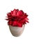 red aglaonema tree in white clay brick pot by isolated a vivid beautiful leaves bouquet of leafy potted plant b