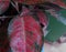 red aglonema leaf home decoration plant