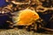 Red albinos Cichlid. Latin name - Cichlasoma severum swimming underwater in fresh aquarium