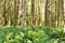 Red Alders and ferns,Quinault Temperate Rainforest