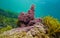 Red alga Jania rubens the slender-beaded coral weed underwater