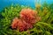 Red alga Plocamium cartilagineum and green alga Codium tomentosum