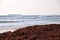 Red algae on the beach