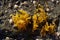 The red algae  Rissoella verruculosa on a rock