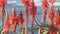 Red aloe flower blossom, succulent bloom, beach waves, California coastal flora.