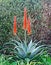 Red aloe flowers