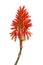 Red aloe flowers isolated on white background