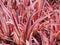 Red Aloe Species Aloe cameronii in the garden.