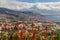 Red Aloe Vera in front of the city of Funchal