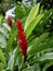Red Alpinia Flower Close Up in Tropical Garden