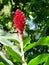 Red alpinia flower in Deshaies botanical garden on Basse-Terre in Guadeloupe