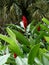 Red Alpinia Flower in Tropical Garden