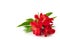 Red alstroemeria flowers on white background isolated closeup, bright pink lily flowers bunch for decorative border