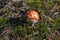 Red amanita in the dry grass