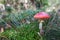 Red amanita in the forest in Autumn, red mashroom, fly agaric in the forest, uneatable mushroom, poisonous mushroom. Natural light