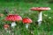 Red Amanita muscaria mushrooms