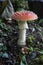 Red Amanita Mushroom