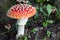 Red Amanita Mushroom