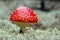 Red Amanita mushroom close-up