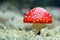 Red Amanita mushroom macro