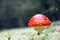 Red Amanita mushroom in wood