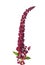 Red amaranth (Amaranthus cruentus)