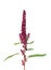 Red amaranth (Amaranthus cruentus)