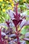 Red amaranth (Amaranthus cruentus) inflorescence