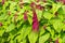 Red Amaranth in full bloom growing in the garden