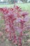 Red amaranth spinach plant on farm