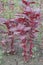 Red amaranth spinach plant on farm