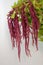 Red amaranthus caudatus mira on white background