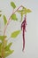Red amaranthus caudatus mira on white background