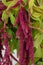 Red amaranthus caudatus mira on white background